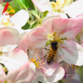 Natürlicher polyflower Bienenhonig im Gesicht